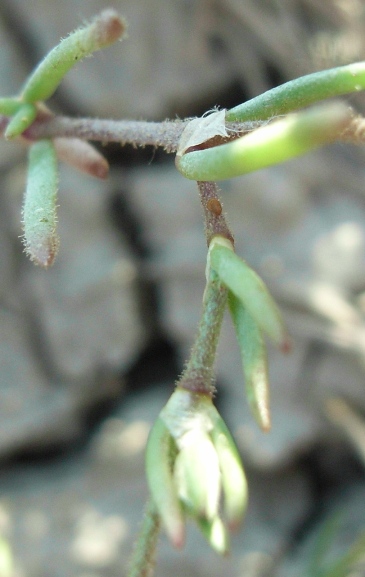 Spiaggia di Montenero1 - Spergularia cfr. maritima